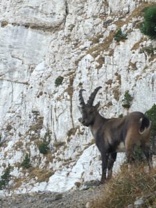 Mont Aiguille - Bouquetin